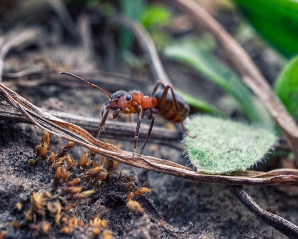Wat te doen bij vliegende mieren in huis