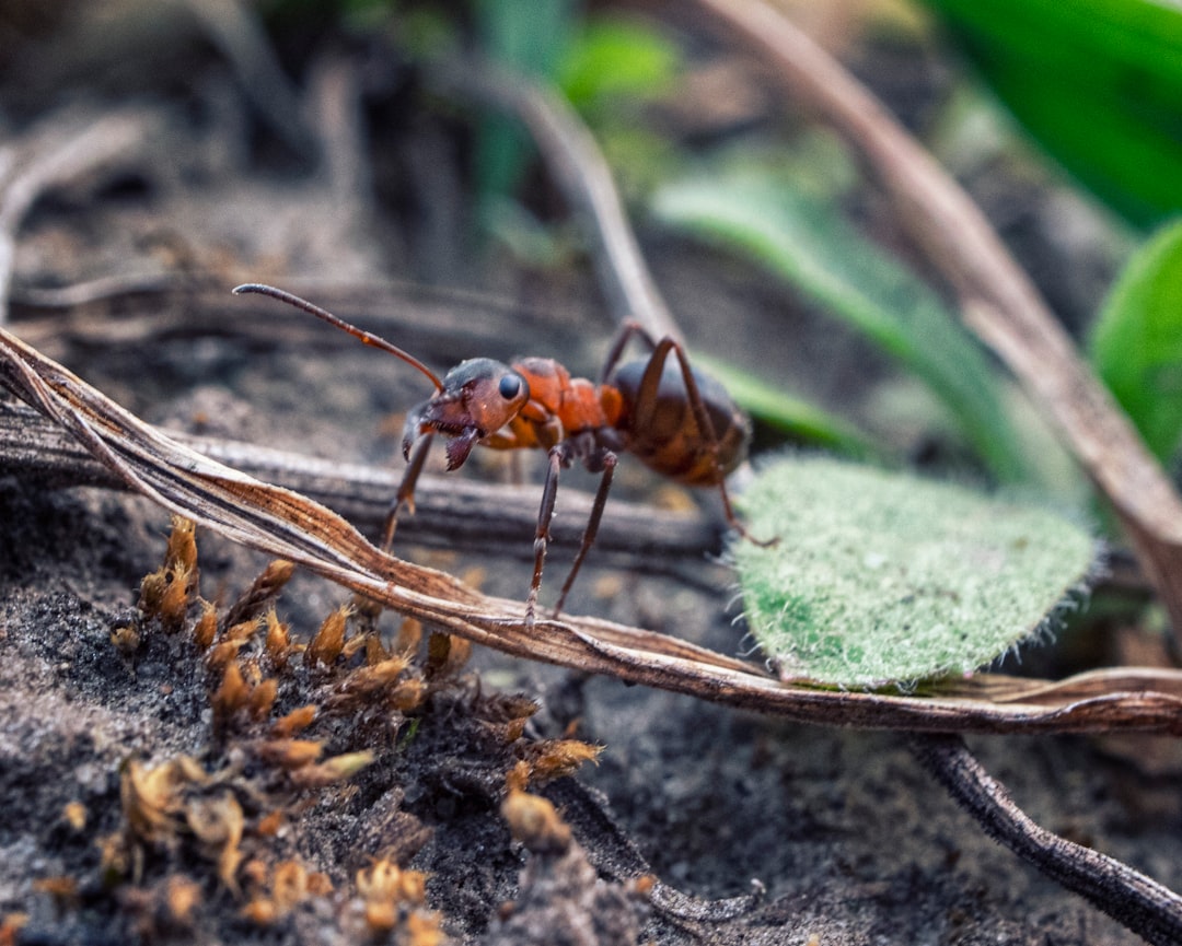 Wat te doen bij vliegende mieren in huis