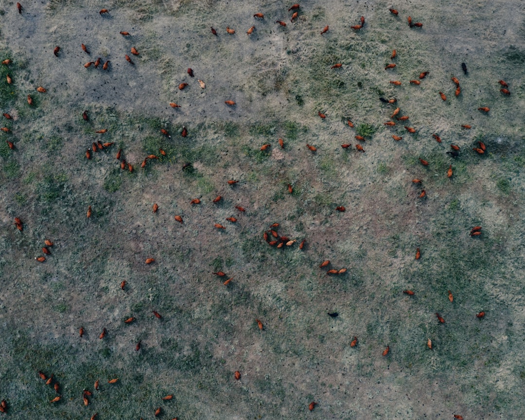 Bedwantsen kleine beestjes in huis: wat kun je doen?